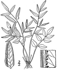 drawing of pellaea atropurpurea plant parts